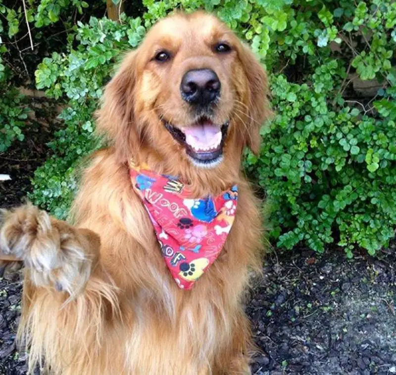 Este cachorrinho joga a bola todos os dias na calçada esperando que alguém brinque com ele cachorro-sabe-como-chamar-a-atencao