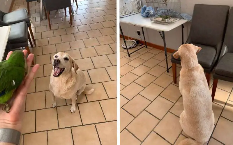 Cachorrinho salva papagaio que caiu do seu ninho cachorro-salva-papagaio-que-caiu-do-ninho