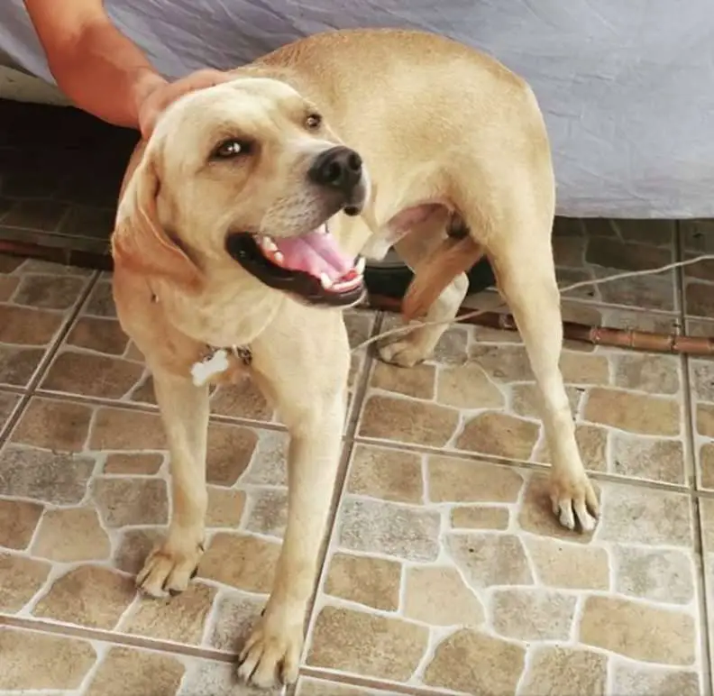 Cachorrinho salva papagaio que caiu do seu ninho cachorro-salva-papagaio-que-caiu-do-ninho