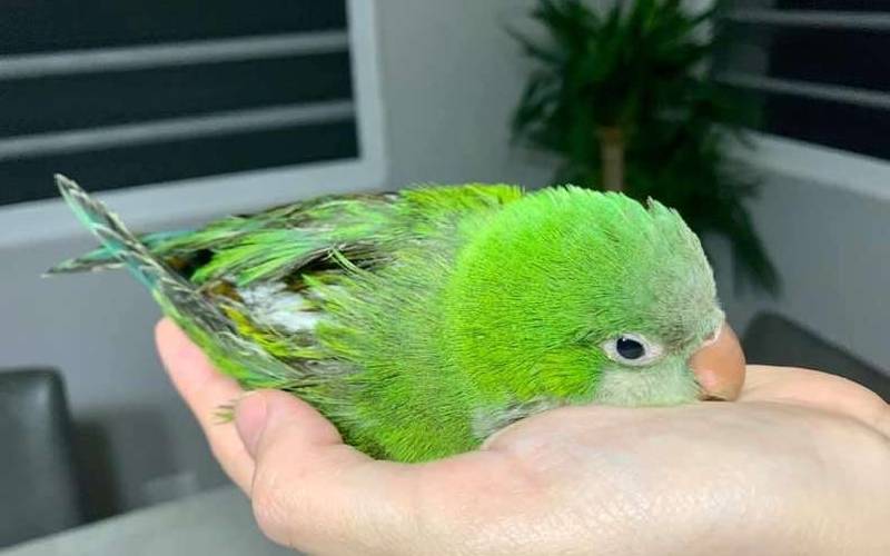 Cachorrinho salva papagaio que caiu do seu ninho cachorro-salva-papagaio-que-caiu-do-ninho