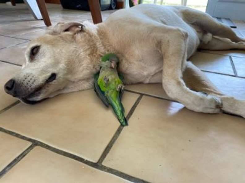 Cachorrinho salva papagaio que caiu do seu ninho cachorro-salva-papagaio-que-caiu-do-ninho