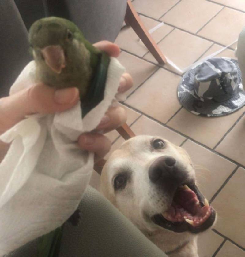 Cachorrinho salva papagaio que caiu do seu ninho cachorro-salva-papagaio-que-caiu-do-ninho