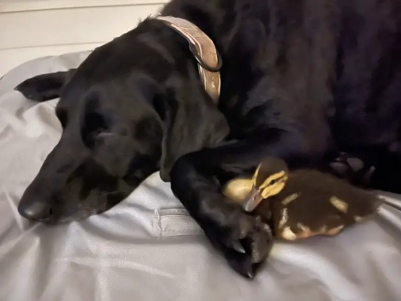Cachorra corajosa salva patos de ataque de jacaré Cachorra corajosa salva patos de ataque de jacaré