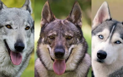 17 raças de cachorros que se parecem com lobos
