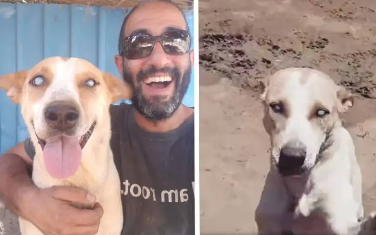 [VÍDEO] Cão cego em abrigo corre animado em direção à voz do amigo que o salvou