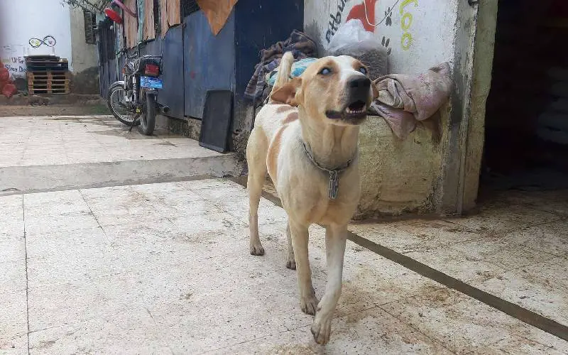 cao-cego-corre-em-direcao-a-voz-do-melhor-amigo