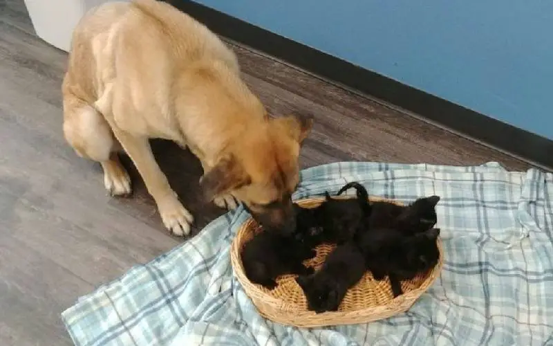 cao-de-rua-e-encontrado-aquecendo-gatinhos-orfaos