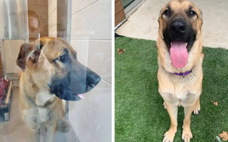 Cachorra de rua é encontrada aquecendo gatinhos órfãos em uma noite muito fria cao-de-rua-e-encontrado-aquecendo-gatinhos-orfaos