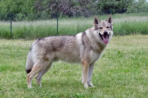 raças de cachorros que se parecem com lobos