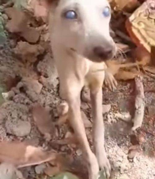 caozinho-abandonado-abre-um-buraco-para-se-enterrar