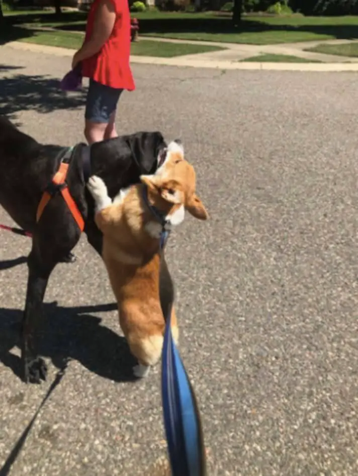 Cãozinho distribui abraços a todos os cães que encontra nas caminhadas diárias