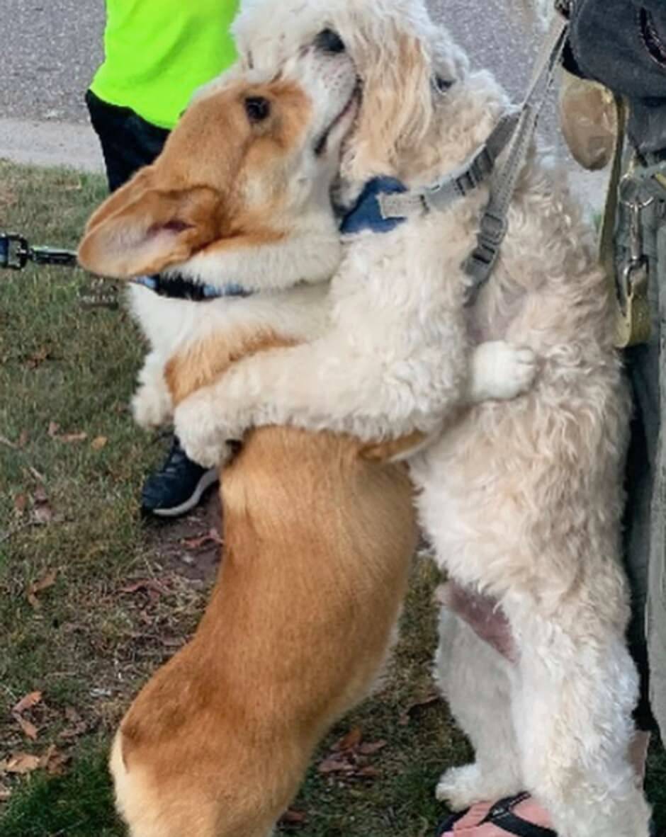 Cãozinho distribui abraços a todos os cães que encontra nas caminhadas diárias