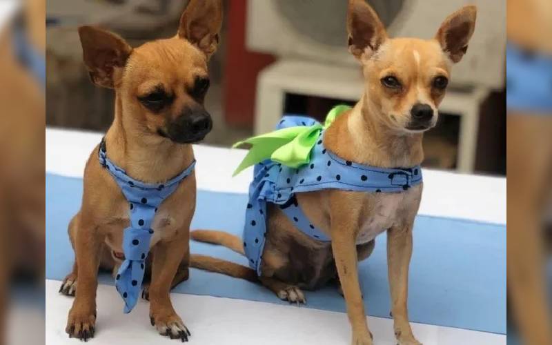 O casamento dos chihuahuas que após passarem por apuros tiveram um final feliz casamento-dos-chihuahuas-perdidos