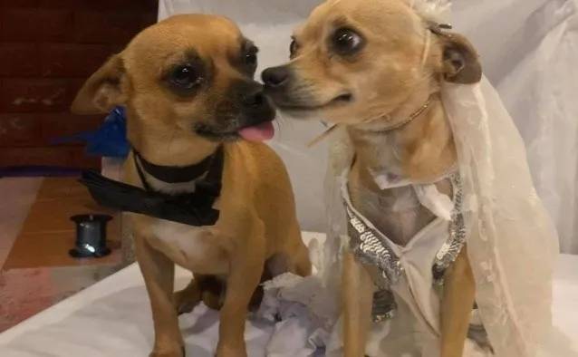 casamento-dos-chihuahuas-perdidos