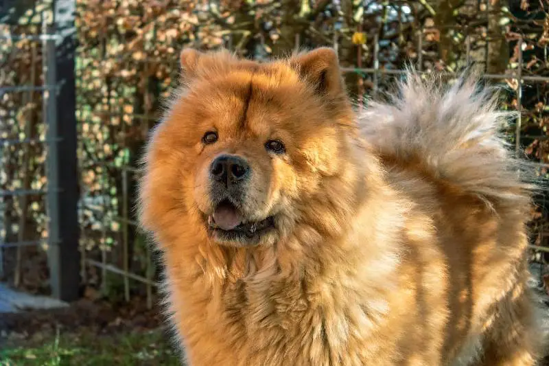 Chow-chow: saiba tudo sobre a raça