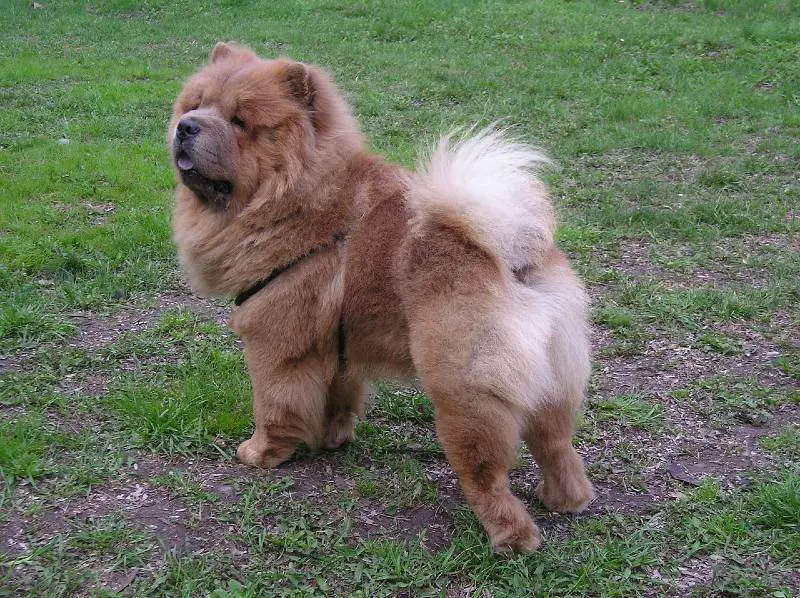 Chow-chow: saiba tudo sobre a raça