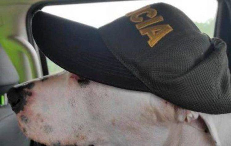 Uma cidade inteira se junta para comemorar o retorno de um cachorrinho desaparecido cidade-colombiana-faz-festa-para-comemorar-o-retorno-de-cachorro