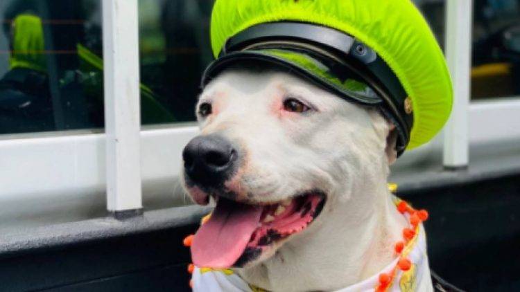 Uma cidade inteira se junta para comemorar o retorno de um cachorrinho desaparecido cidade-colombiana-faz-festa-para-comemorar-o-retorno-de-cachorro