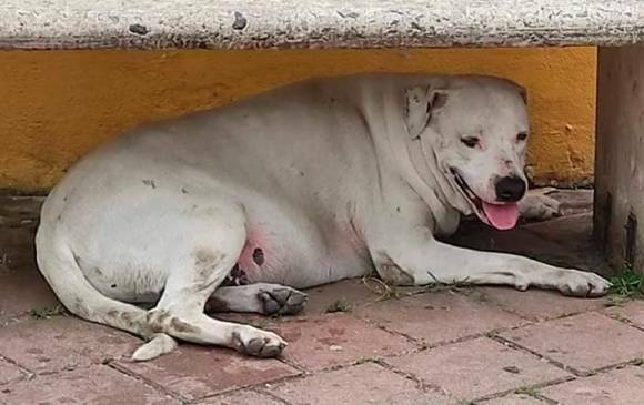 Uma cidade inteira se junta para comemorar o retorno de um cachorrinho desaparecido cidade-colombiana-faz-festa-para-comemorar-o-retorno-de-cachorro