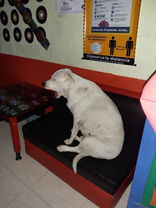 Uma cidade inteira se junta para comemorar o retorno de um cachorrinho desaparecido cidade-colombiana-faz-festa-para-comemorar-o-retorno-de-cachorro