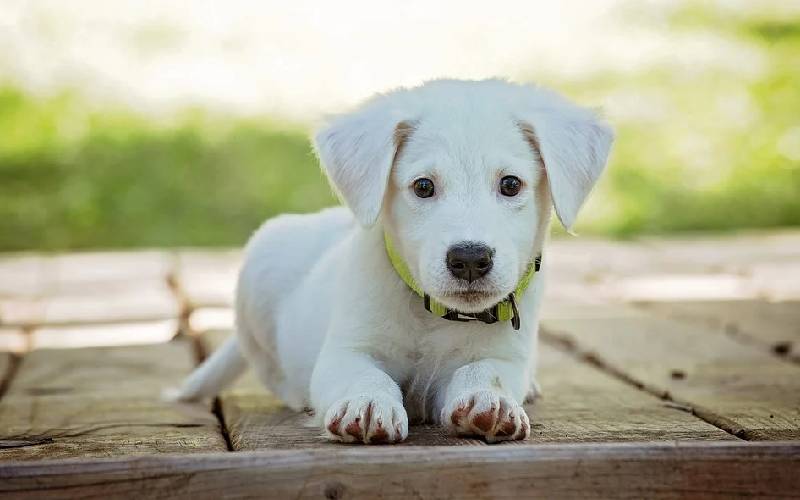 A cor do cachorro pode indicar o quanto ele vai viver cor-da-pelagem-pode-afetar-a-longevidade-dos-cachorros