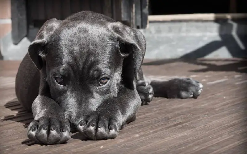 A cor do cachorro pode indicar o quanto ele vai viver cor-da-pelagem-pode-afetar-a-longevidade-dos-cachorros