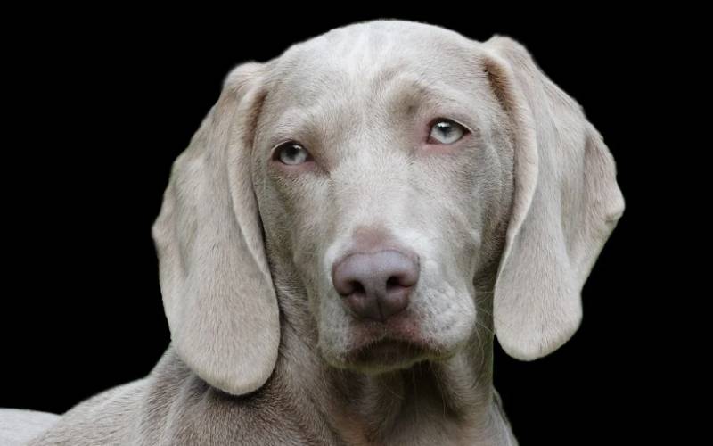 A cor do cachorro pode indicar o quanto ele vai viver cor-da-pelagem-pode-afetar-a-longevidade-dos-cachorros