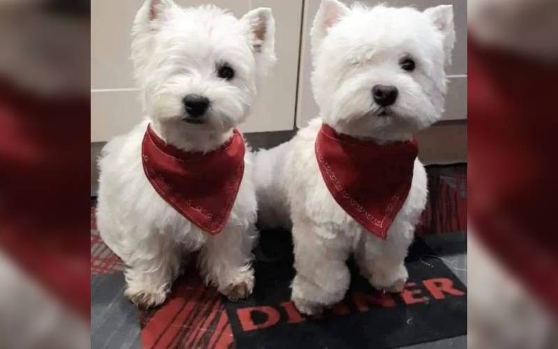 Dois cachorrinhos gêmeos que nasceram sem um olho são adotados e escapam do pior dois-cachorrinhos-gemeos-adotados-e-escapam-da-eutanasia