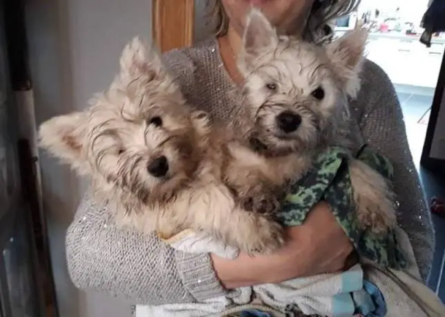 dois-cachorrinhos-gemeos-adotados-e-escapam-da-eutanasia