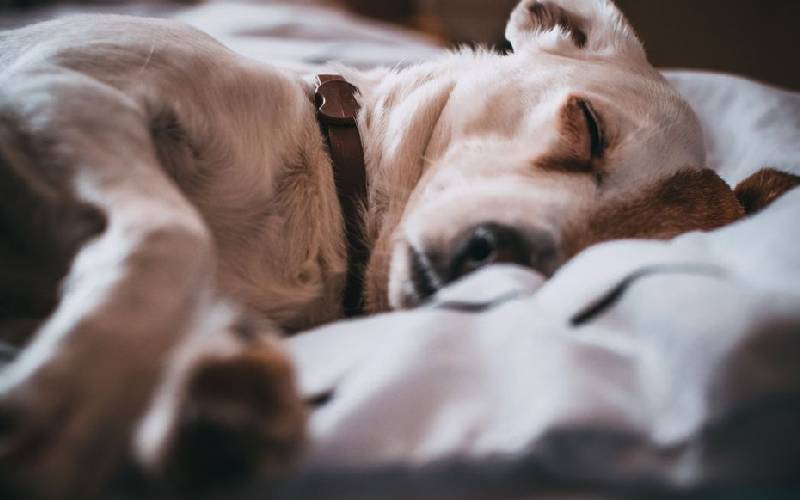 dormir-com-o-cachorro-pode-aliviar-as-dores-cronicas