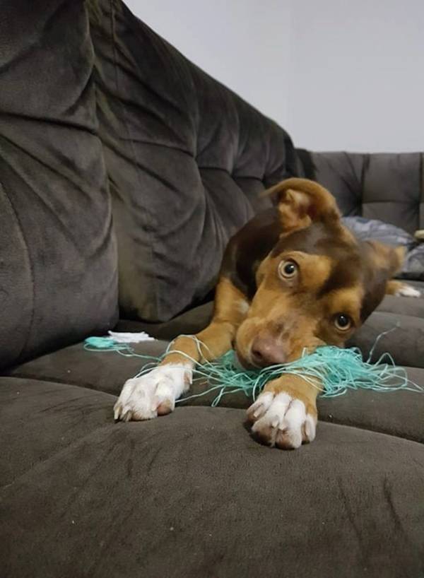 Idosa procurava desesperadamente por sua dentadura enquanto seu cachorro não parava de sorrir idosa-perde-a-dentadura-e-a-culpa-e-da-cachorra