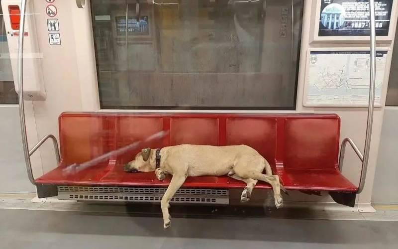Cachorro surpreende as pessoas por utilizar o transporte público para viajar pela cidade este-cachorro-e-fa-do-transporte-publico