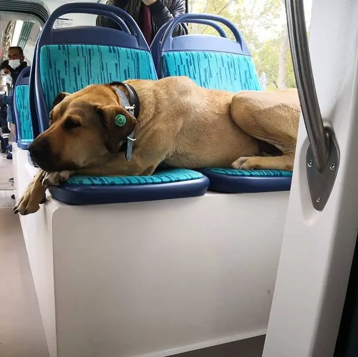este-cachorro-e-fa-do-transporte-publico