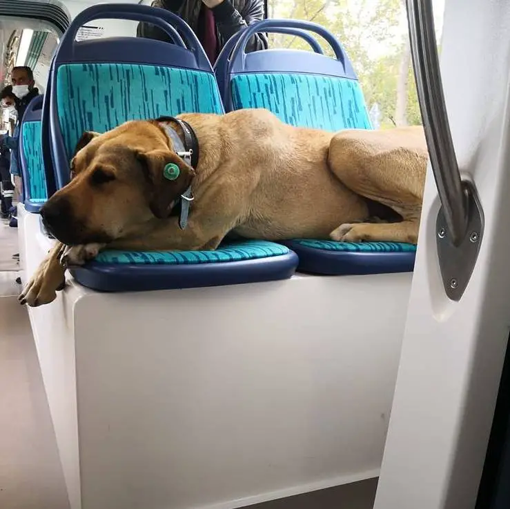 Cachorro surpreende as pessoas por utilizar o transporte público para viajar pela cidade este-cachorro-e-fa-do-transporte-publico