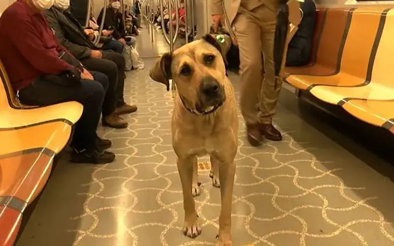 Cachorro surpreende as pessoas por utilizar o transporte público para viajar pela cidade este-cachorro-e-fa-do-transporte-publico