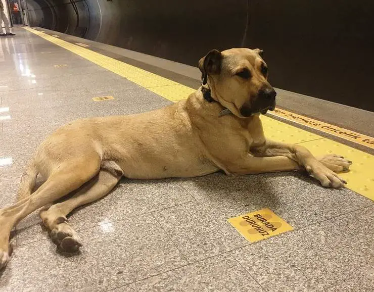 Cachorro surpreende as pessoas por utilizar o transporte público para viajar pela cidade este-cachorro-e-fa-do-transporte-publico