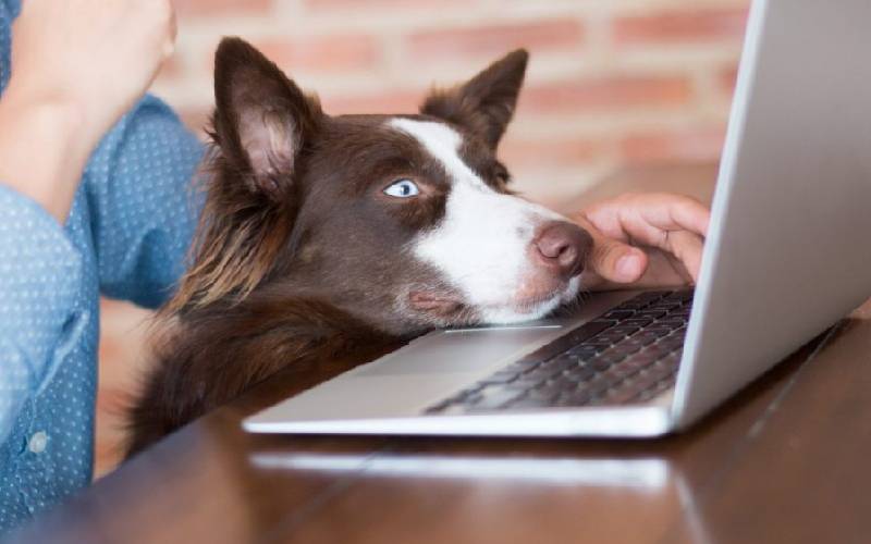 Estudos mostram que cães no trabalho trazem benefícios para as empresas estudos-mostram-que-caes-no-trabalho-trazem-beneficios