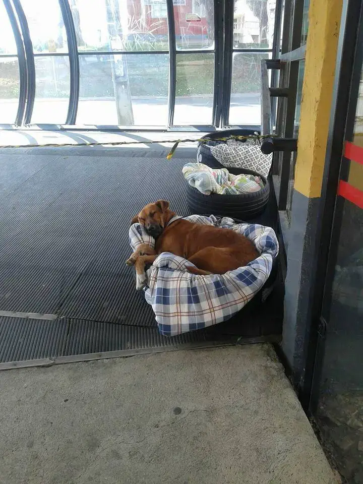 asomadetodosafetos.com - Funcionários de rodoviária adotam três cães e fazem caminhas para protegê-los do frio