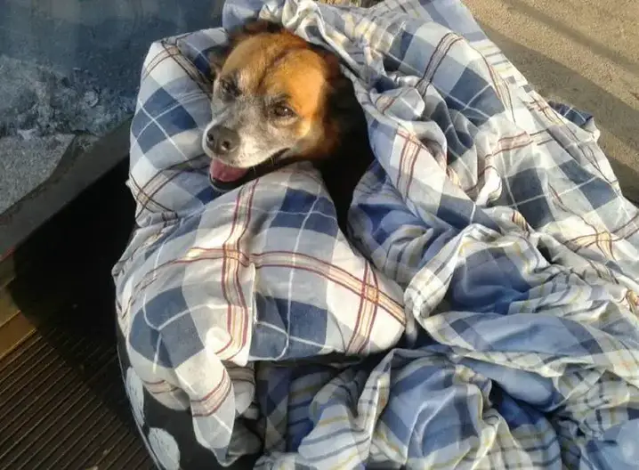 asomadetodosafetos.com - Funcionários de rodoviária adotam três cães e fazem caminhas para protegê-los do frio