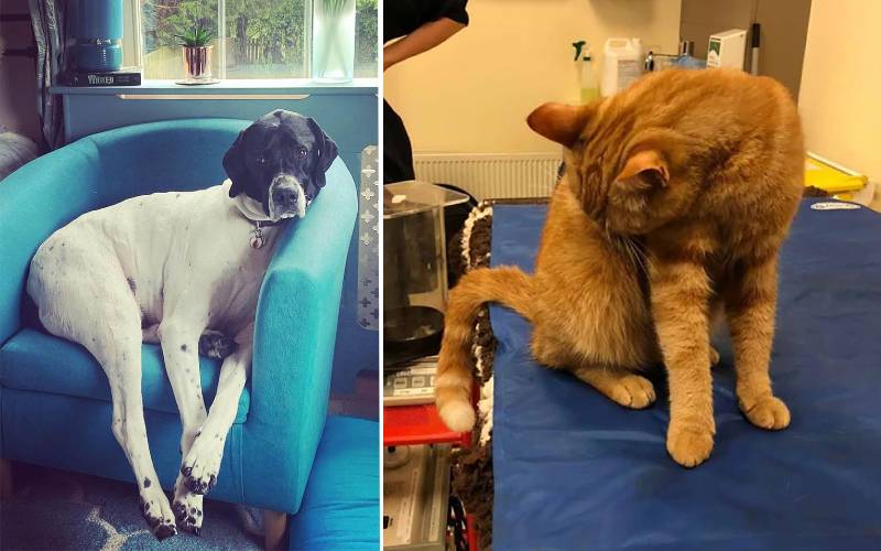 gato-e-cachorro-se-tornam-doadores-de-sangue-na-Inglaterra