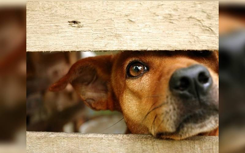Holanda é oficialmente o primeiro país do mundo sem cães de rua. Entenda como foi possível holanda-primeiro-pais-do-mundo-sem-caes-de-rua
