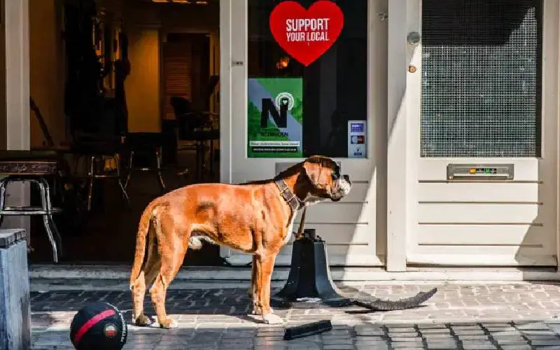 Holanda é oficialmente o primeiro país do mundo sem cães de rua. Entenda como foi possível holanda-primeiro-pais-do-mundo-sem-caes-de-rua