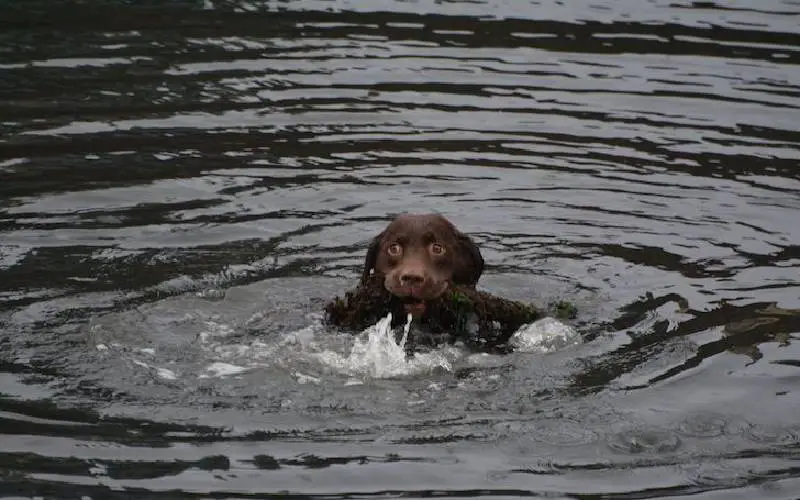 homem-mergulha-na-agua-gelada-para-salvar-cachorro