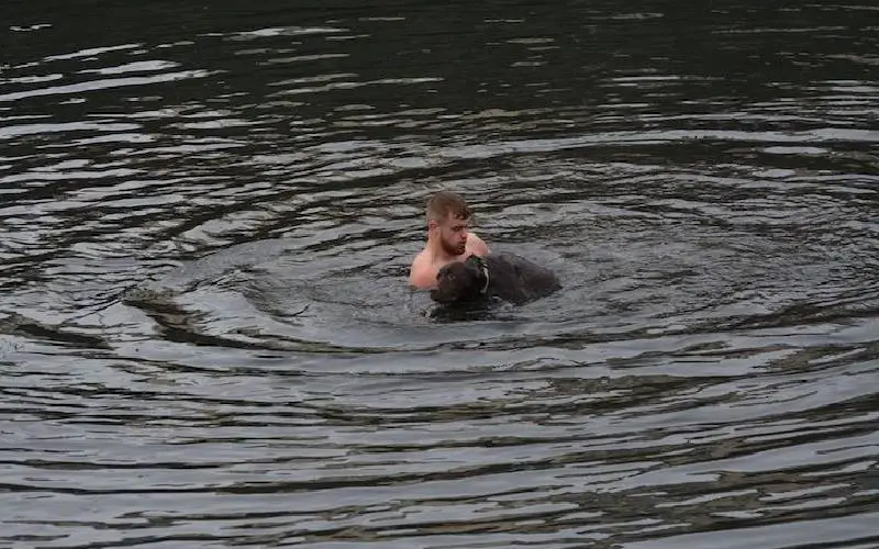 homem-mergulha-na-agua-gelada-para-salvar-cachorro