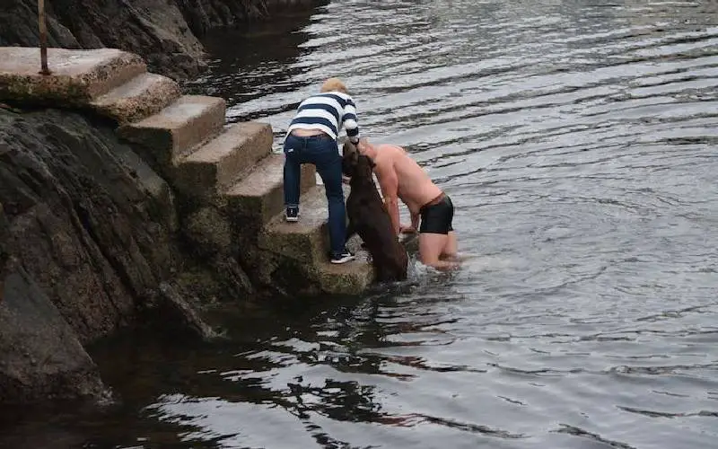 homem-mergulha-na-agua-gelada-para-salvar-cachorro