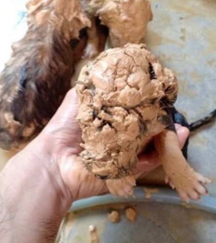 Homem entra no esgoto para resgatar cinco cachorrinhos que se afogavam na lama homem-resgata-cinco-cachorrinhos-de-um-poco-de-lama
