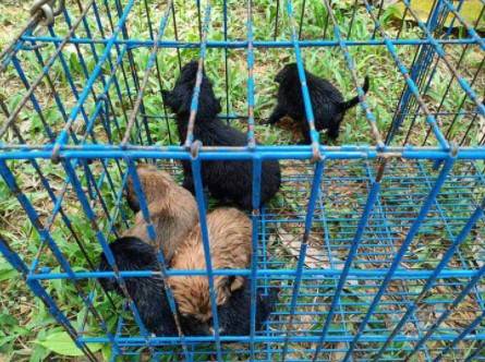 Homem entra no esgoto para resgatar cinco cachorrinhos que se afogavam na lama homem-resgata-cinco-cachorrinhos-de-um-poco-de-lama