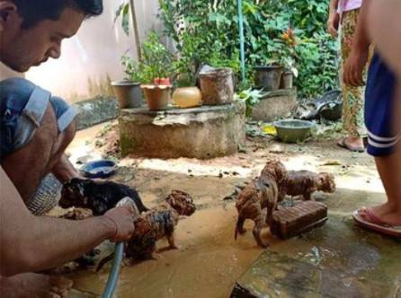 Homem entra no esgoto para resgatar cinco cachorrinhos que se afogavam na lama homem-resgata-cinco-cachorrinhos-de-um-poco-de-lama