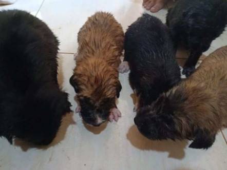 Homem entra no esgoto para resgatar cinco cachorrinhos que se afogavam na lama homem-resgata-cinco-cachorrinhos-de-um-poco-de-lama