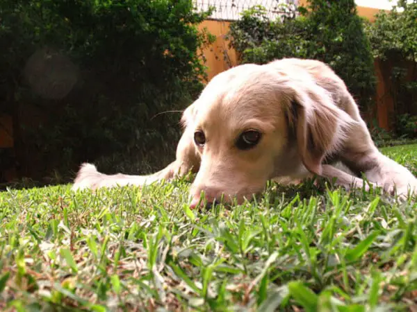 Homem que não queria animais em casa, agora coloca o cão para dormir todas as noites Homem que não queria animais em casa, agora coloca o cão para dormir todas as noites